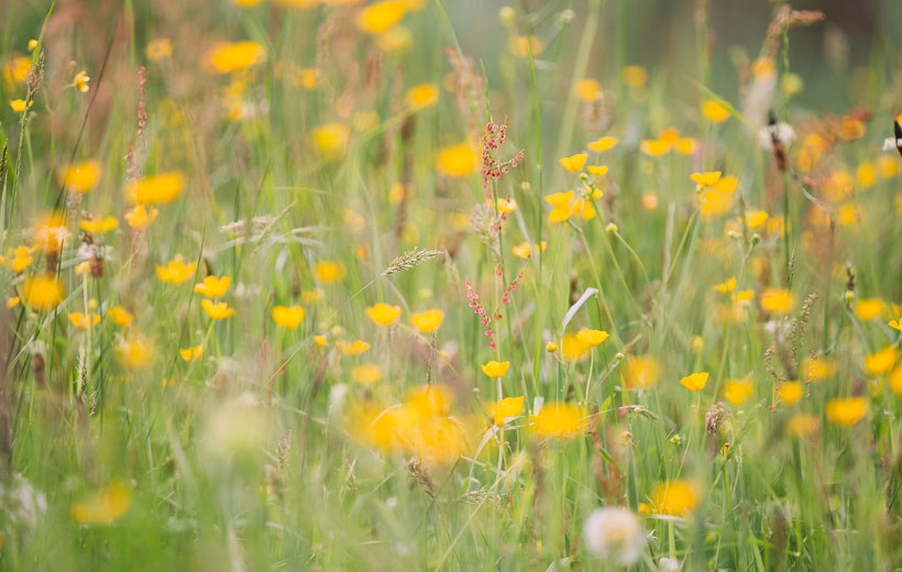 Horse Paddock Care- Toxic plants for horses - Boston Seeds