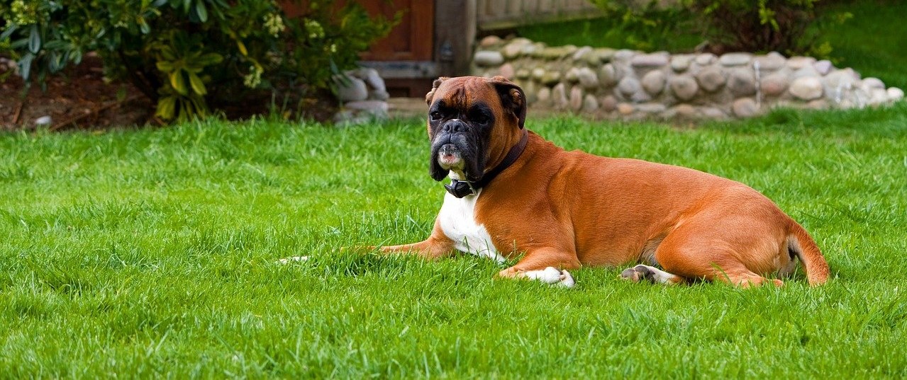 Best Grass Seed for Dogs - Boston Seeds