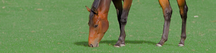 Horse eating paddock grass - Boston Seeds