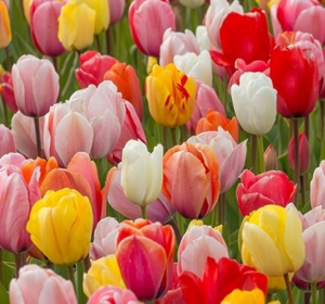 Bulk Buy Flower Bulbs