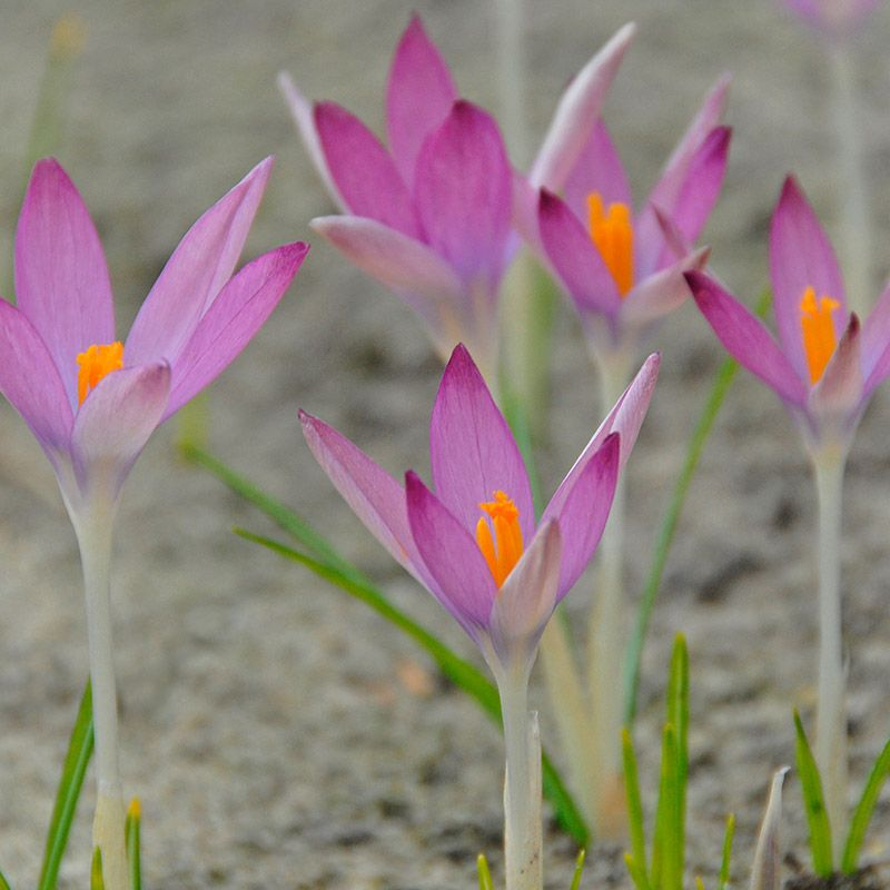 Roseus tommasinianus Crocus Bulbs