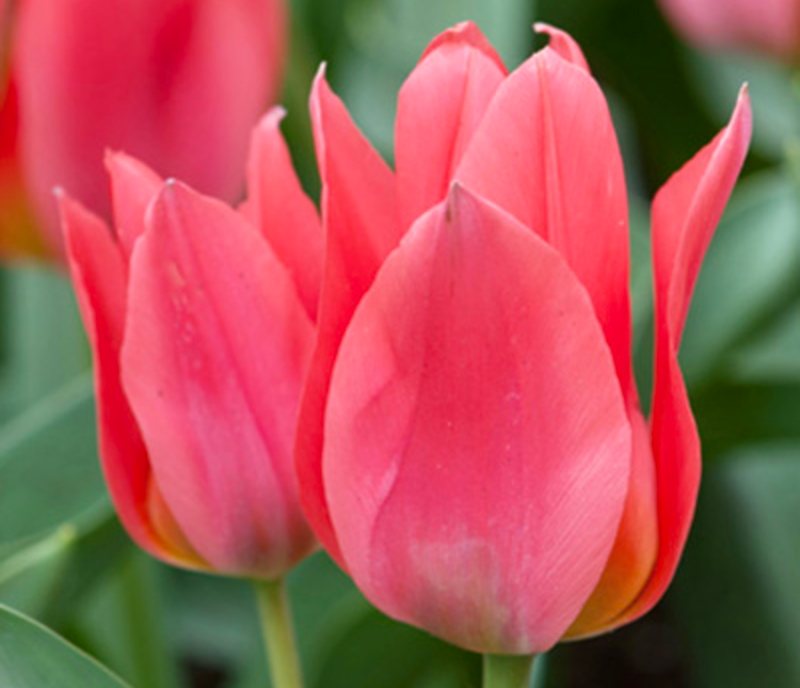 Toronto Tulip Bulbs