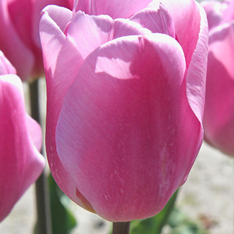 Synaeda Amor Tulip Bulbs