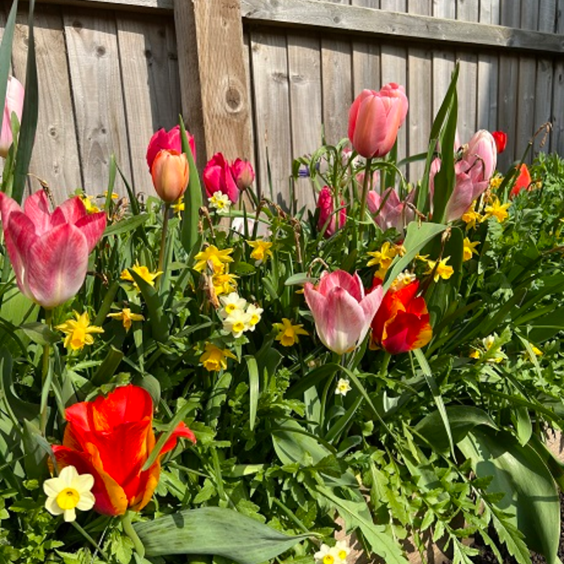 Year Round Flower Power Bulb Collection