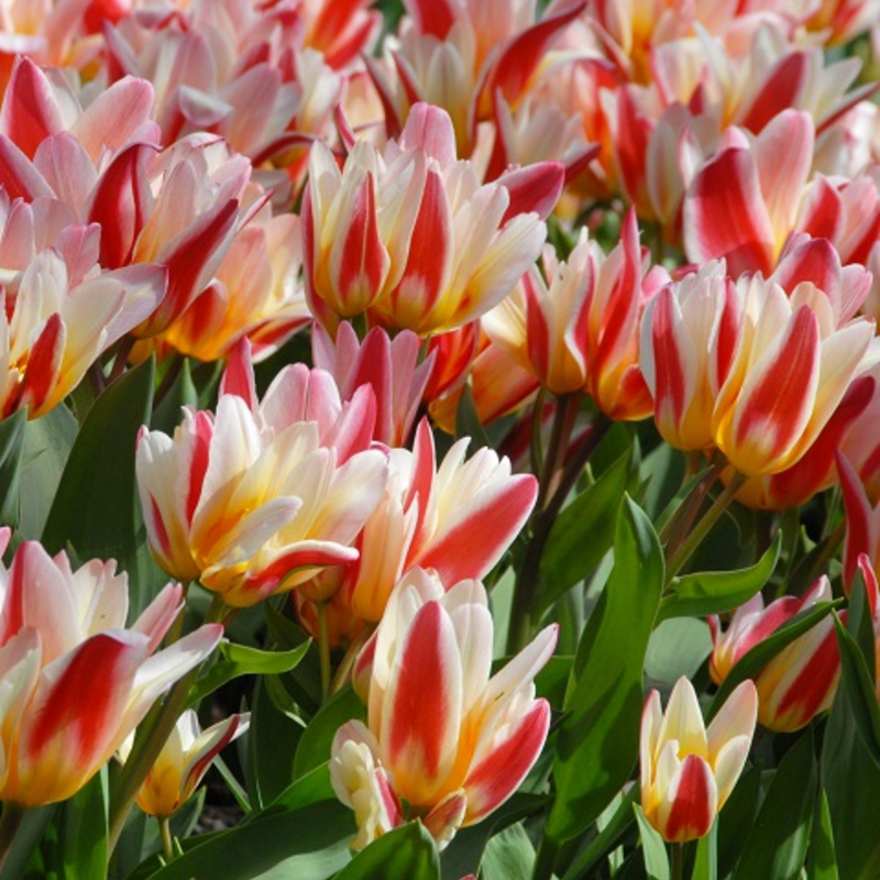 Floresta Tulip Bulbs