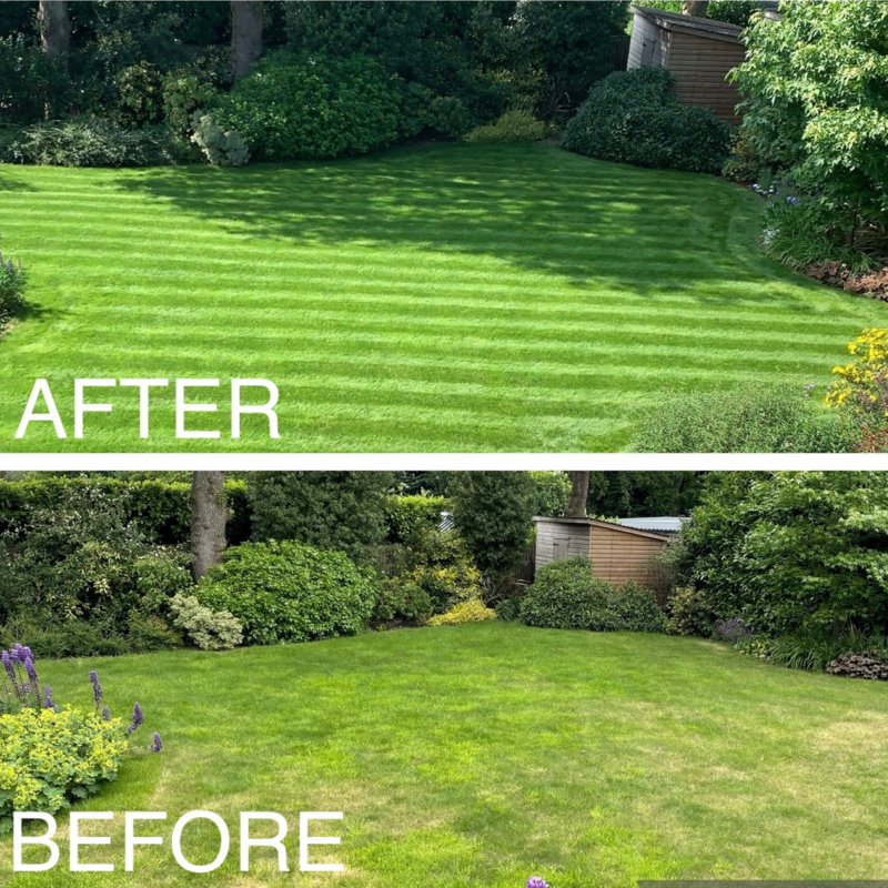 Summer Lawn Transformation