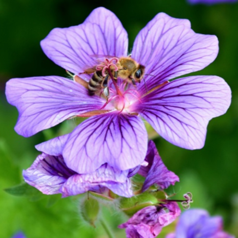 Cranesbill, Meadow (Geranium pratense) Plant