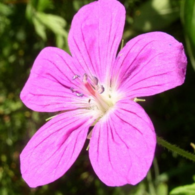 meadow cranesbill wildflower