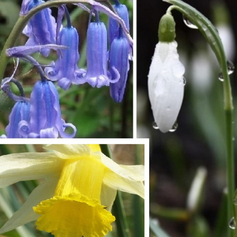 Wildflower Favourites 'In The Green'