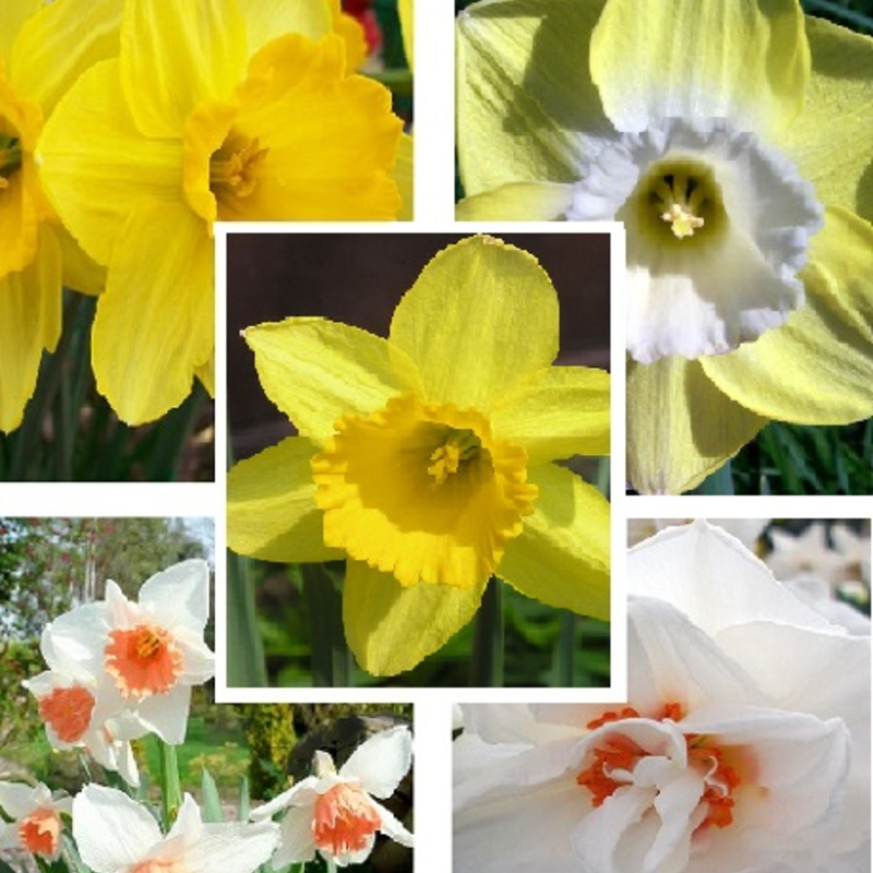 Daffodil Delight Value Bulb Collection