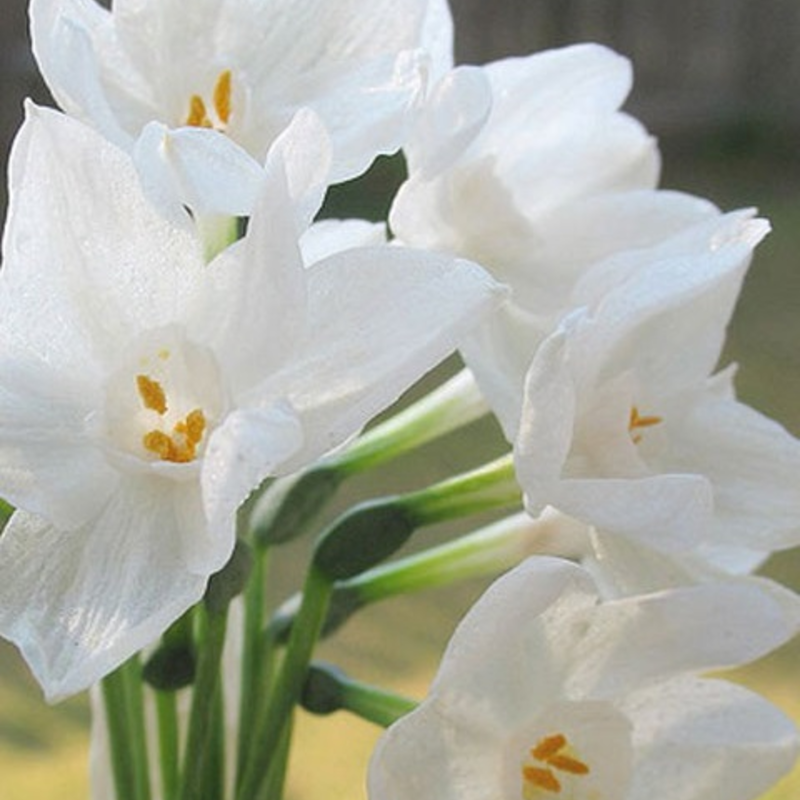 Paperwhite Narcissi Bulbs