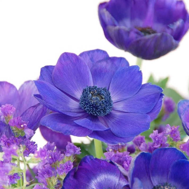 Coronaria Mr. Fokker Anemone Bulbs