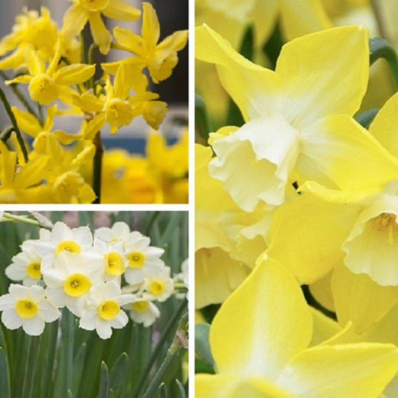 Dwarf Daffodil Surprise Bulb Collection