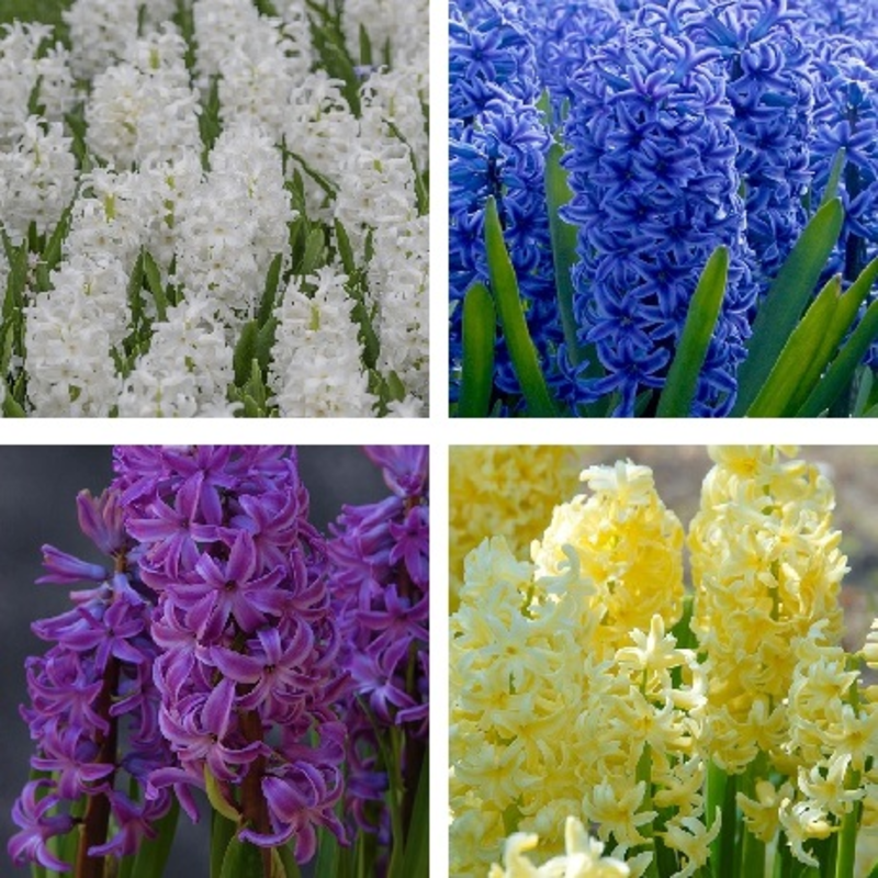 Hyacinth Surprise Bulb Collection