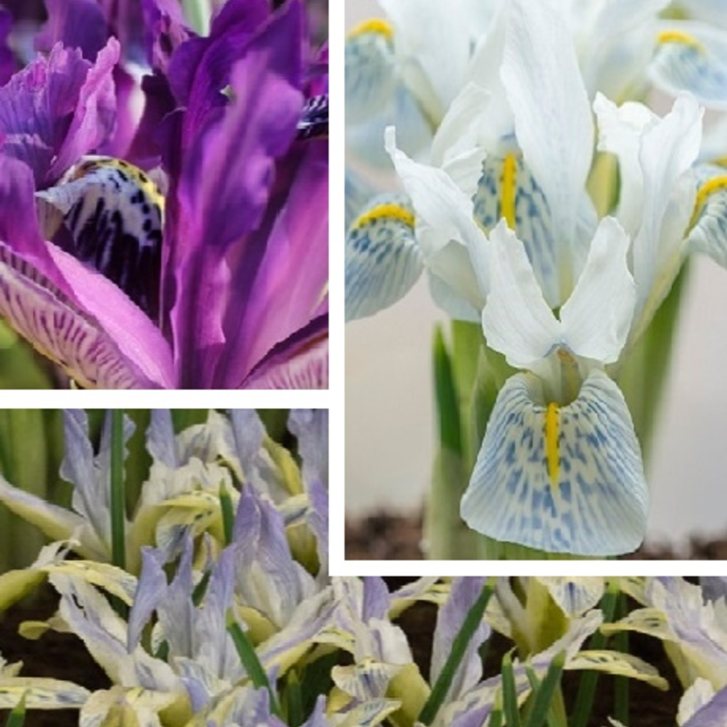 Iris Surprise Bulb Collection