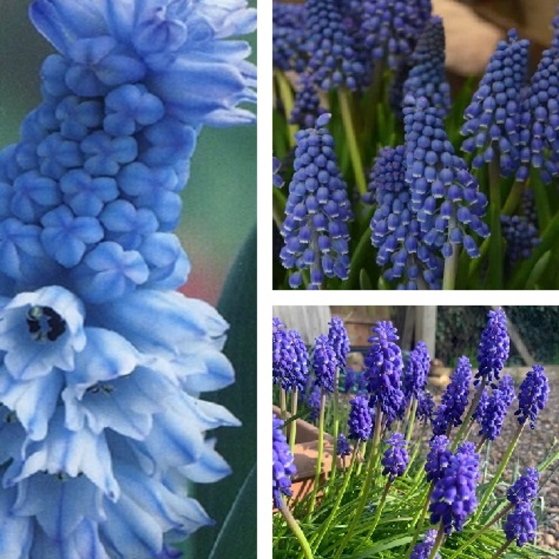 Muscari Surprise Bulb Collection