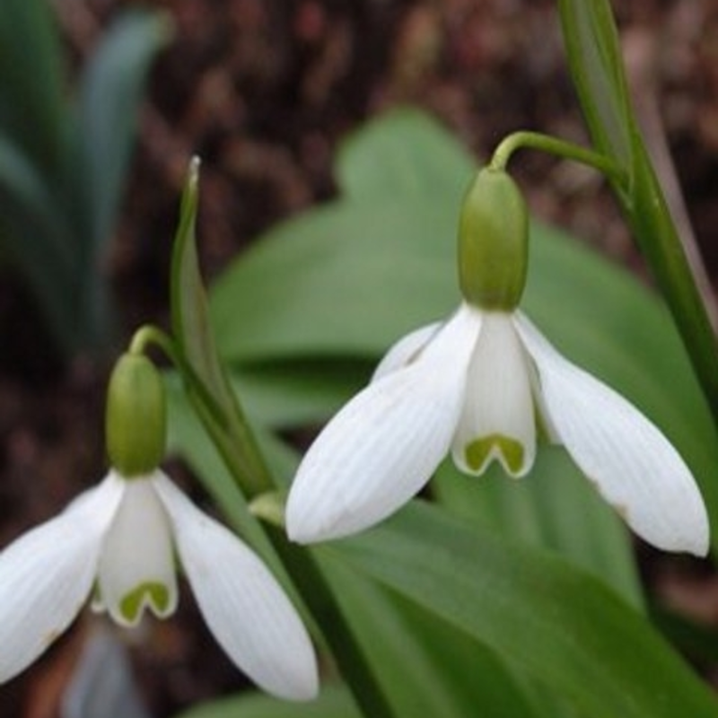 Snowdrop Ikariae 'In The Green' Bulbs (Galanthus woronowii)