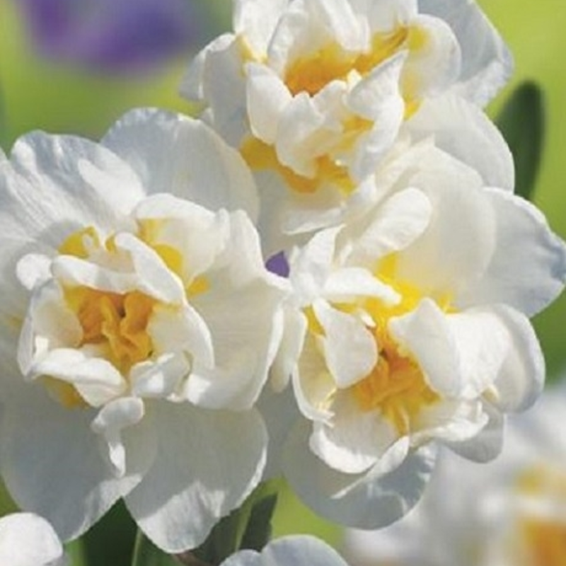 Bridal Crown Narcissi Bulbs