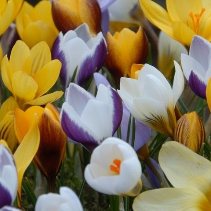 Crocus Surprise Bulb Collection