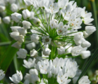 Neapolitanum Allium Bulbs