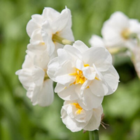 Bridal Crown Narcissi Bulbs