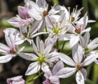 Cameleon Allium Bulbs
