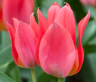 Toronto Tulip Bulbs
