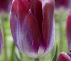 Kansas Proud Tulip Bulbs