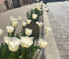 White Dream Tulip Bulbs