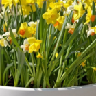 Mixed Dwarf Narcissi Species