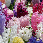 Mixed Hyacinth