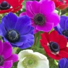 Mixed De Caen Anemone