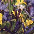 Mixed Dwarf Iris