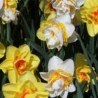 Mixed Double Narcissi