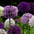 Allium Surprise