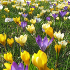 Mixed Crocus Large Flowering