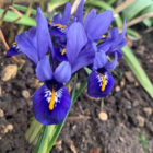 Reticulata Dwarf Iris