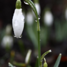 Single (Common) Snowdrop