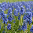 Blue Magic Muscari