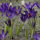 Whitewell Purple Crocus