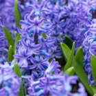 Aqua Hyacinth