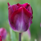 Kansas Proud Tulip