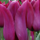 Merlot Tulip