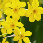 Baby Boomer Narcissi