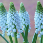 Baby's Breath Muscari