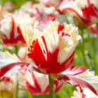 Flaming Parrot Tulip