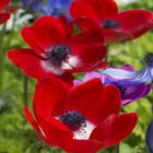 Hollandia Anemone