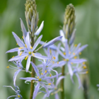 Camassia Cusickii