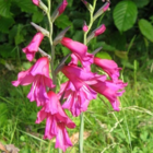 Gladioli