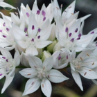 Graceful Beauty Allium